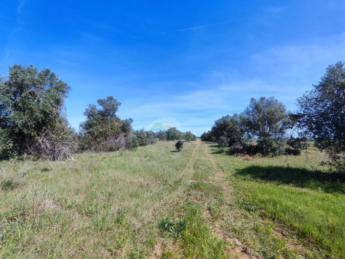 Terreno para Venda em São Manços e São Vicente do Pigeiro Foto 10