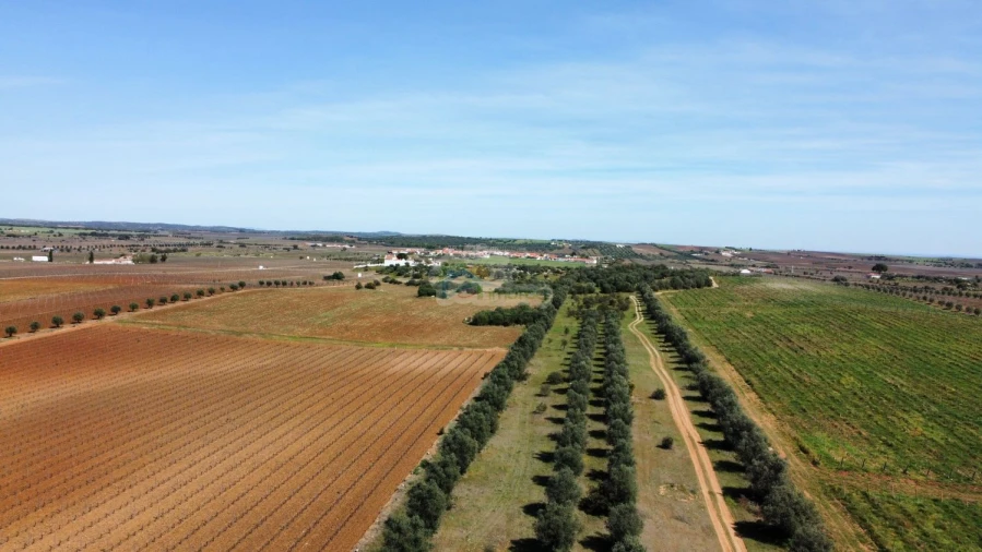 Terreno para Venda em São Manços e São Vicente do Pigeiro Foto 6