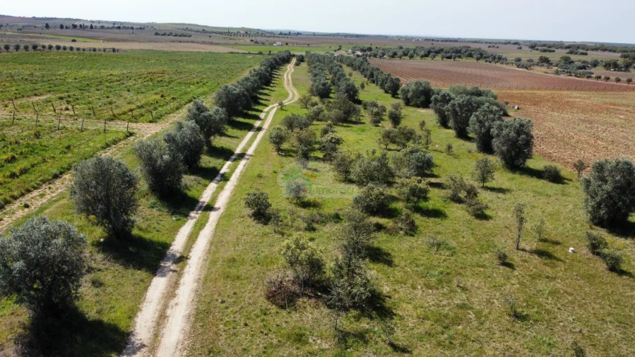 Terreno para Venda em São Manços e São Vicente do Pigeiro Foto 9