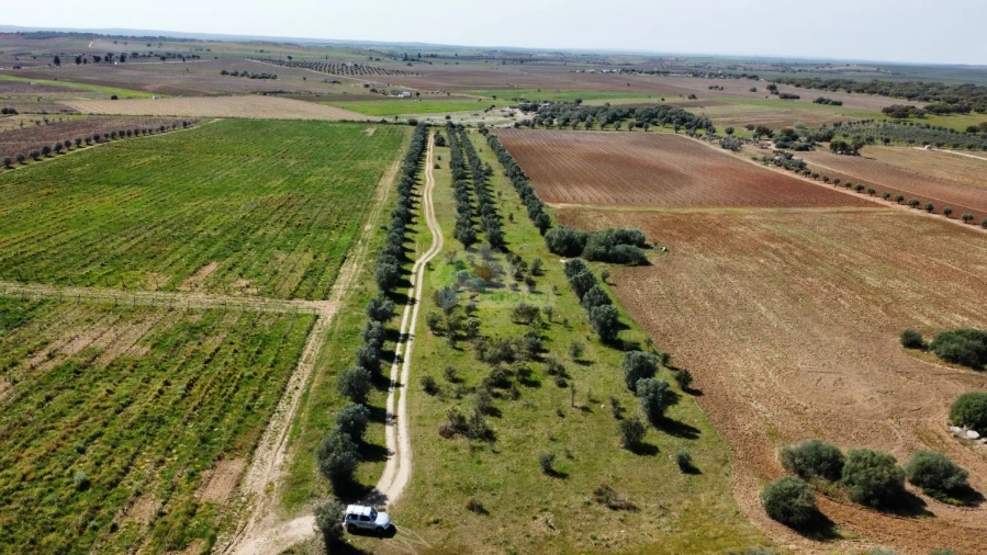 Terreno para Venda em São Manços e São Vicente do Pigeiro Foto 8