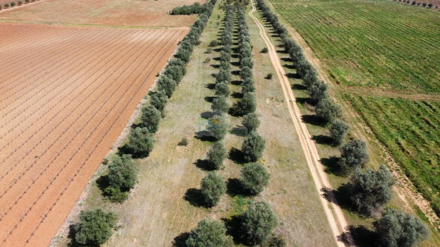 Terreno para Venda em São Manços e São Vicente do Pigeiro Foto 4