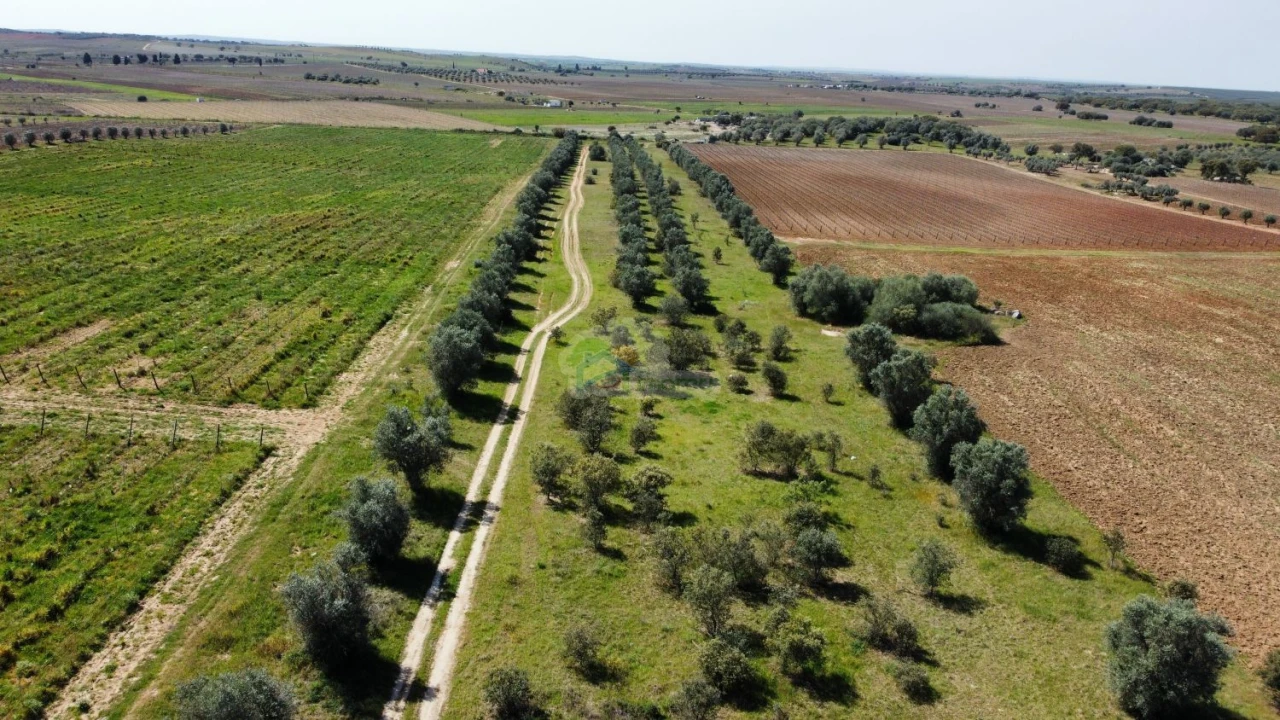 Terreno para Venda em São Manços e São Vicente do Pigeiro Foto 1
