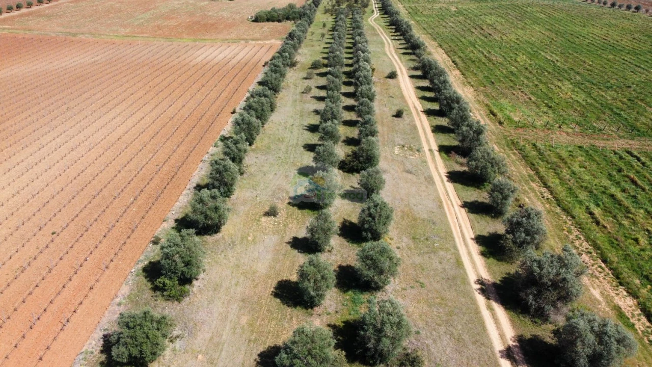 Terreno para Venda em São Manços e São Vicente do Pigeiro Foto 4