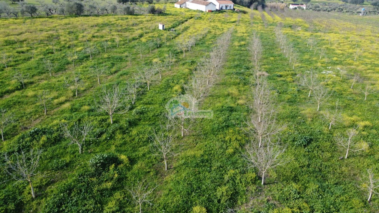 Quinta T3 para Venda em Portel Foto 52