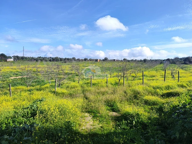 Quinta T3 para Venda em Portel Foto 40