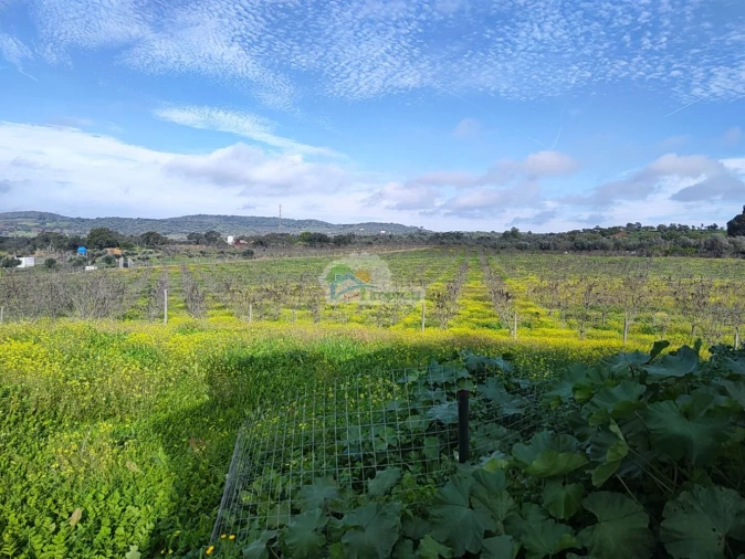 Quinta T3 para Venda em Portel Foto 22