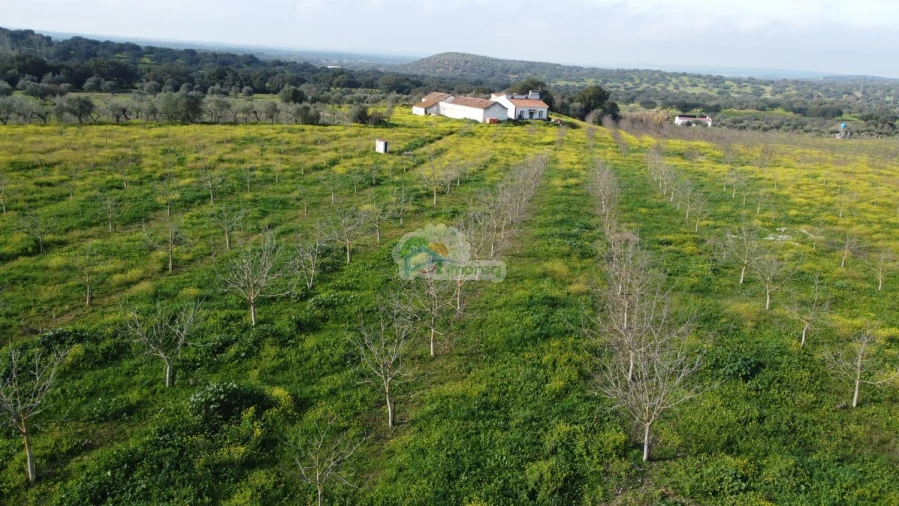 Quinta T3 para Venda em Portel Foto 54