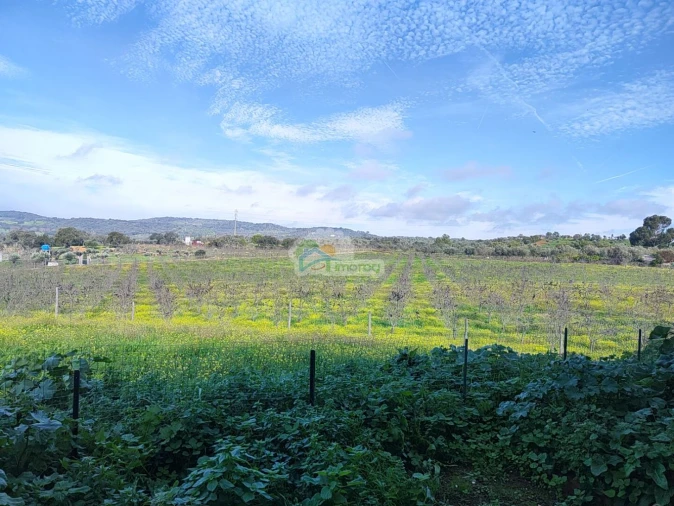 Quinta T3 para Venda em Portel Foto 35