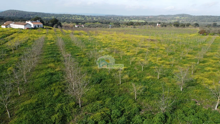 Quinta T3 para Venda em Portel Foto 55