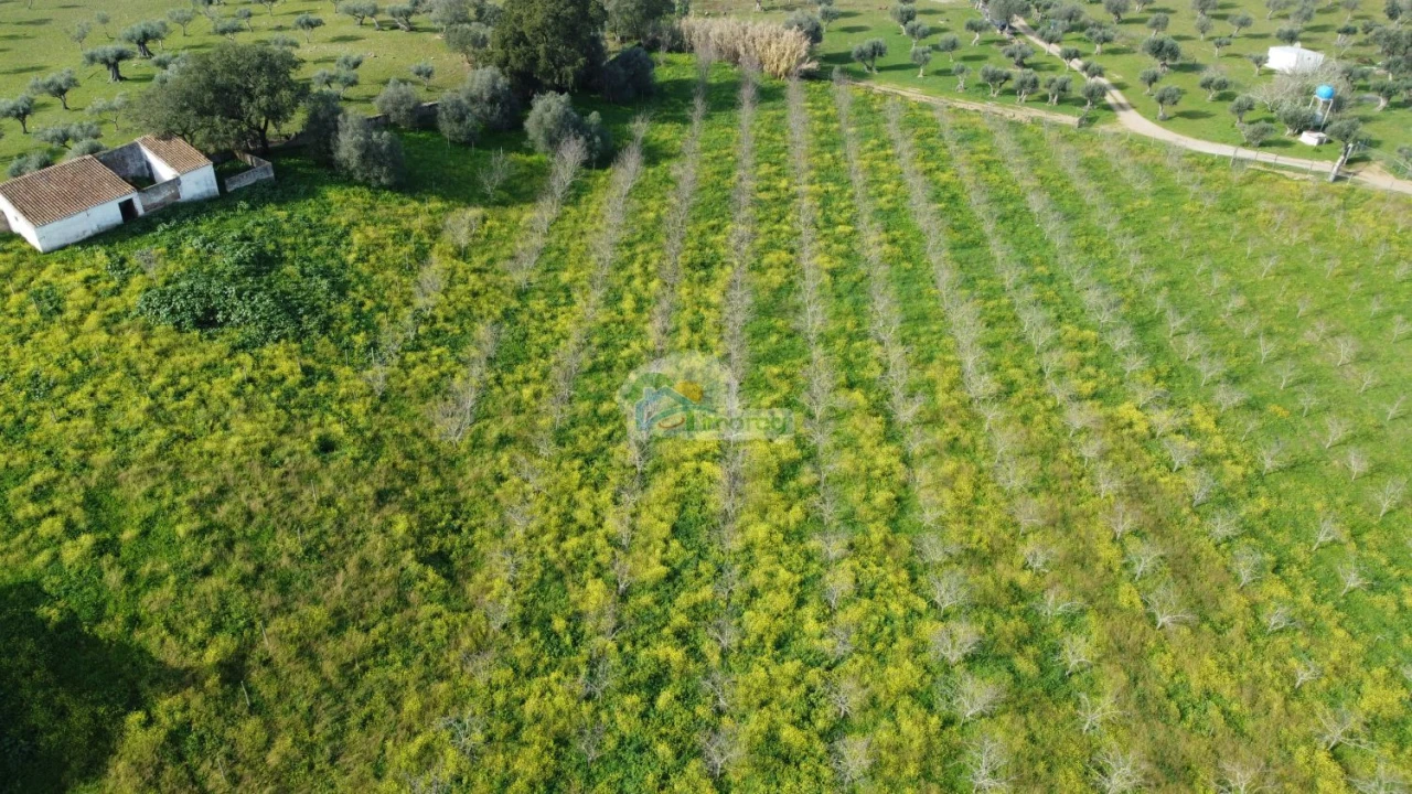 Quinta T3 para Venda em Portel Foto 43