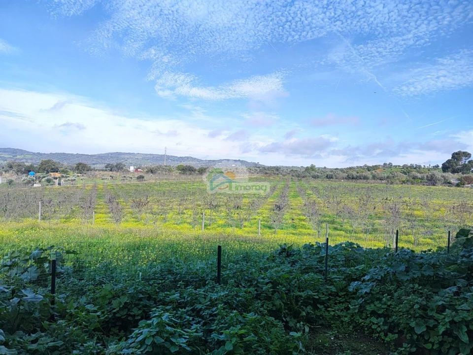 Quinta T3 para Venda em Portel Foto 35