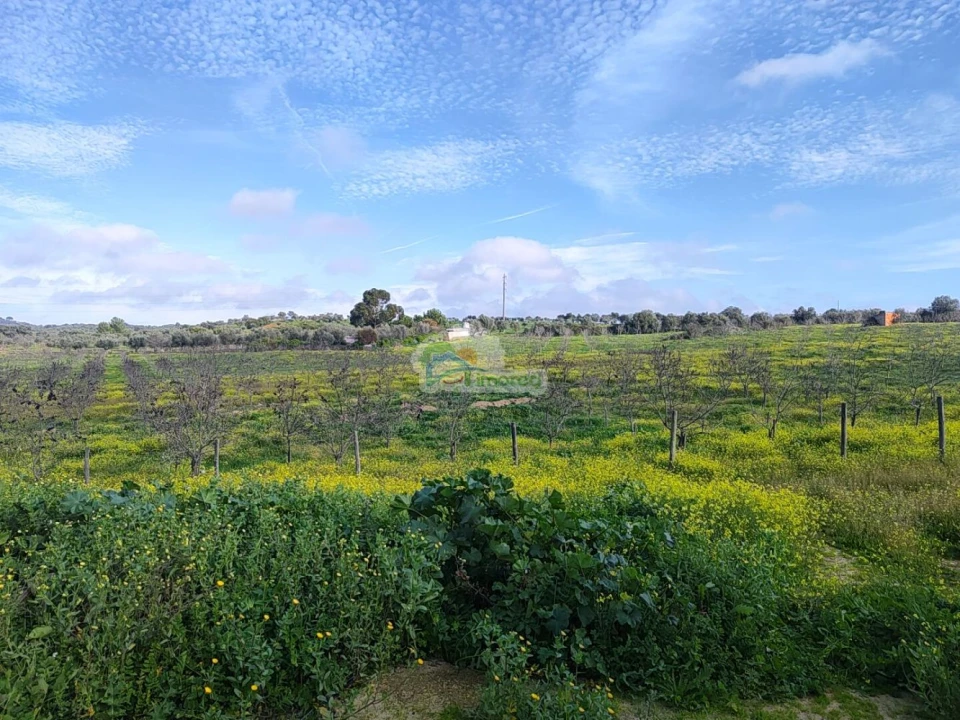 Quinta T3 para Venda em Portel Foto 39