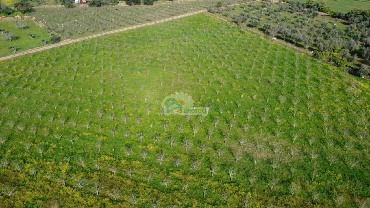 Quinta T3 para Venda em Portel Foto 45