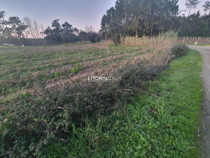 Terreno para Venda em Oiã Foto 13