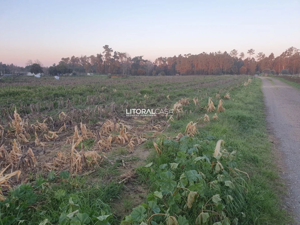 Terreno para Venda em Oiã Foto 6