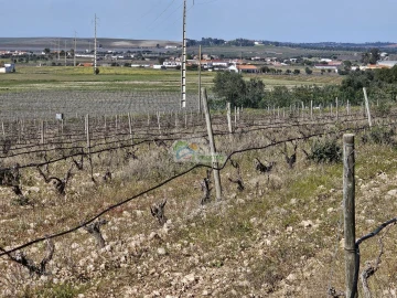 Terreno para Venda em Reguengos de Monsaraz