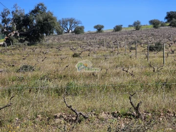 Terreno para Venda em Reguengos de Monsaraz