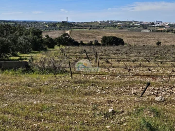 Terreno para Venda em Reguengos de Monsaraz