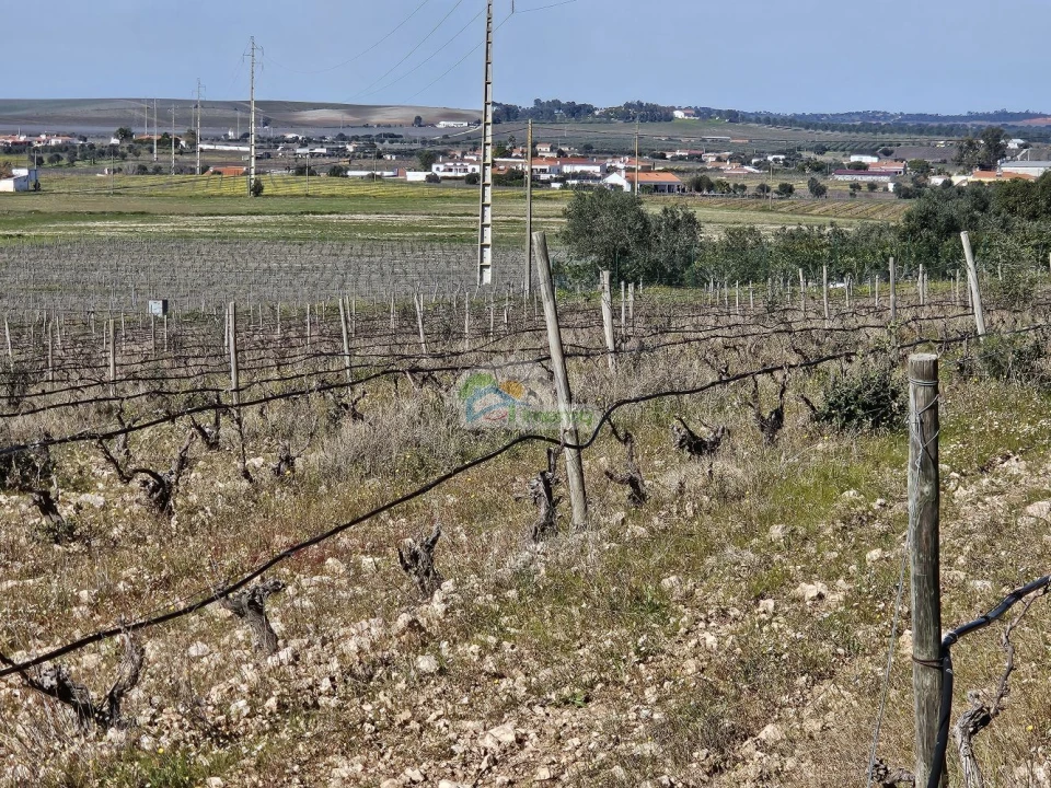 Terreno para Venda em Reguengos de Monsaraz Foto 10