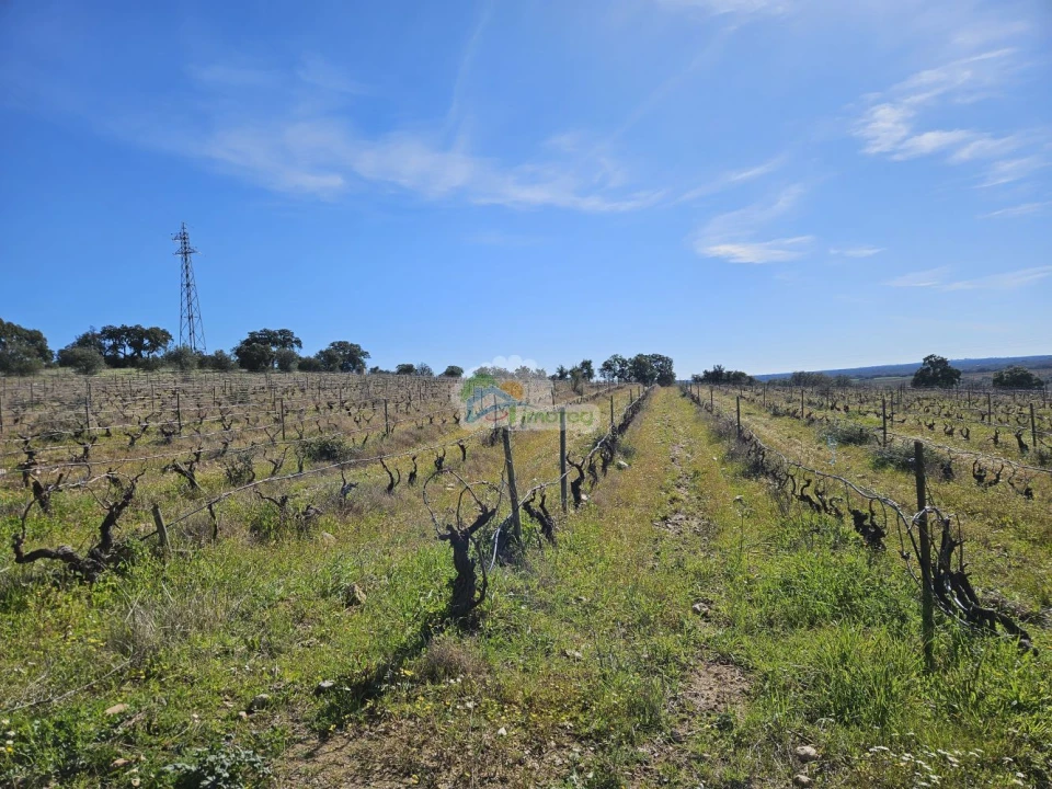 Terreno para Venda em Reguengos de Monsaraz Foto 1