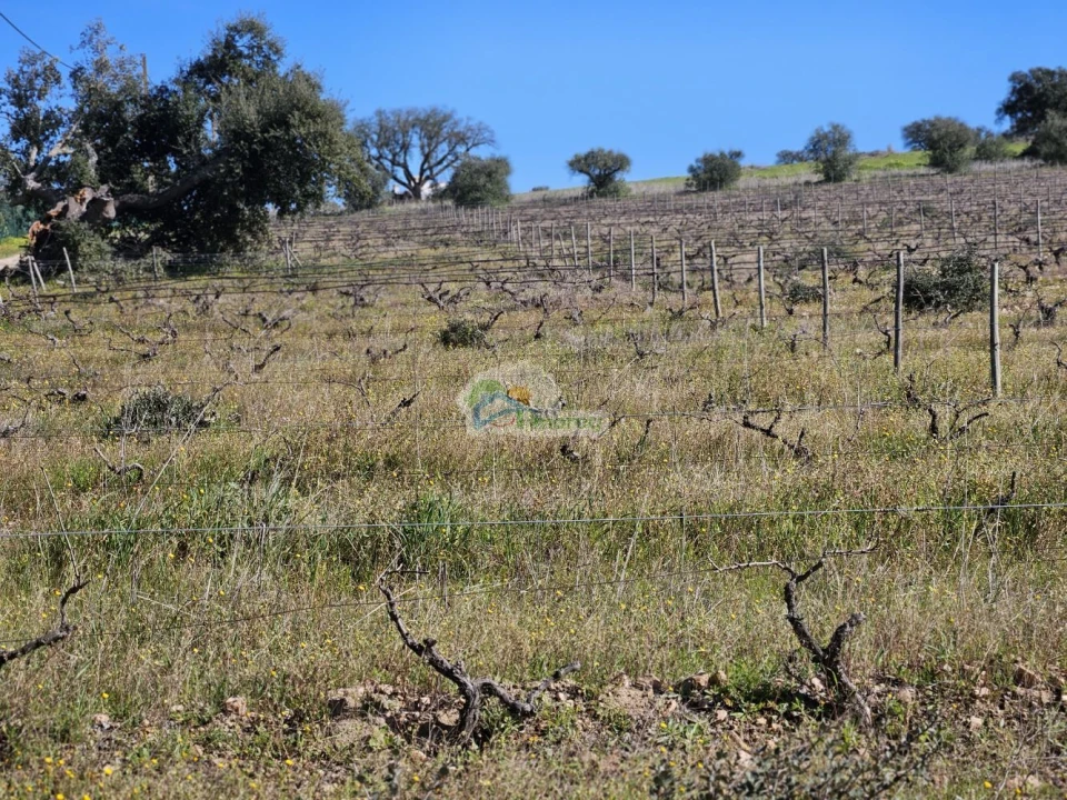 Terreno para Venda em Reguengos de Monsaraz Foto 14