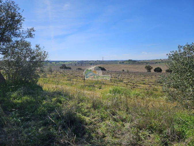Terreno para Venda em Reguengos de Monsaraz Foto 4