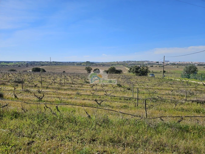 Terreno para Venda em Reguengos de Monsaraz Foto 3