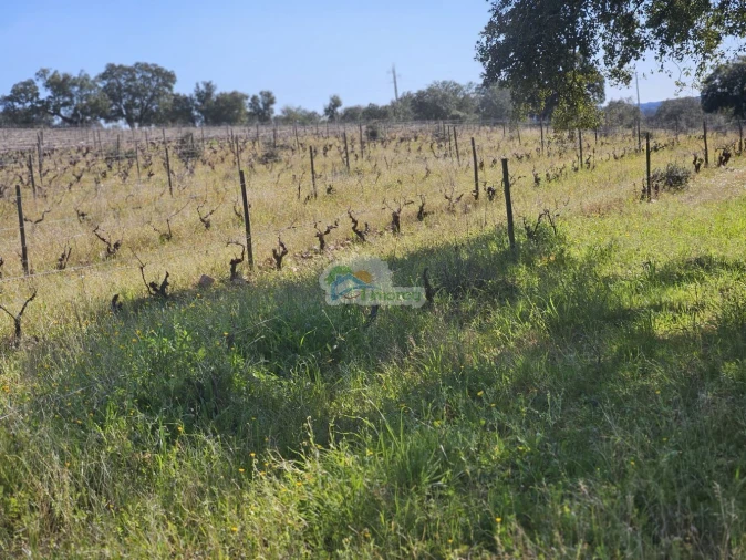 Terreno para Venda em Reguengos de Monsaraz Foto 16