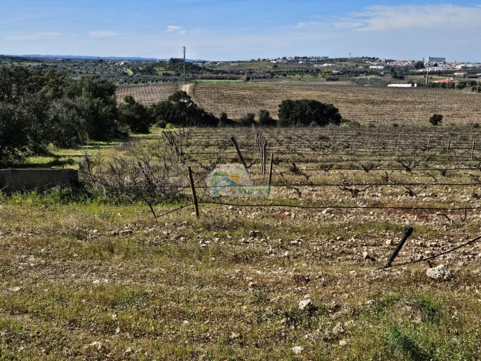 Terreno para Venda em Reguengos de Monsaraz Foto 7