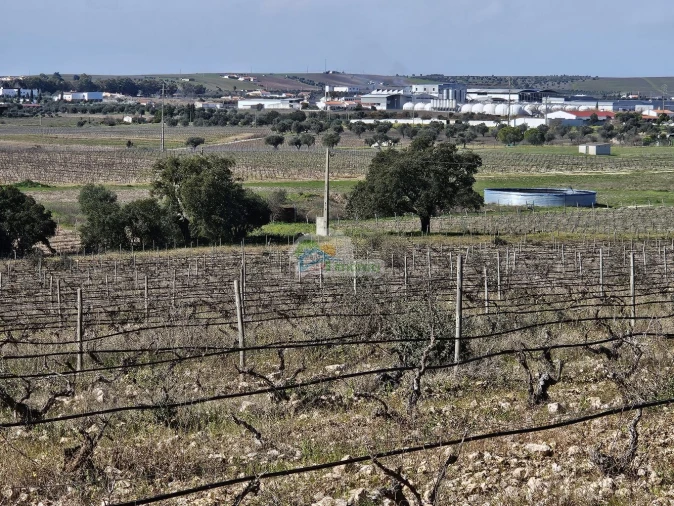 Terreno para Venda em Reguengos de Monsaraz Foto 9