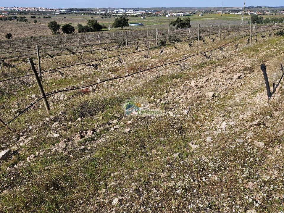 Terreno para Venda em Reguengos de Monsaraz Foto 12
