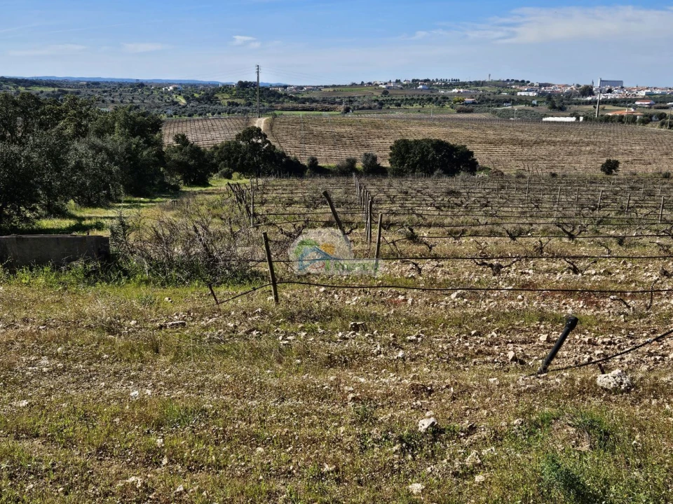 Terreno para Venda em Reguengos de Monsaraz Foto 7
