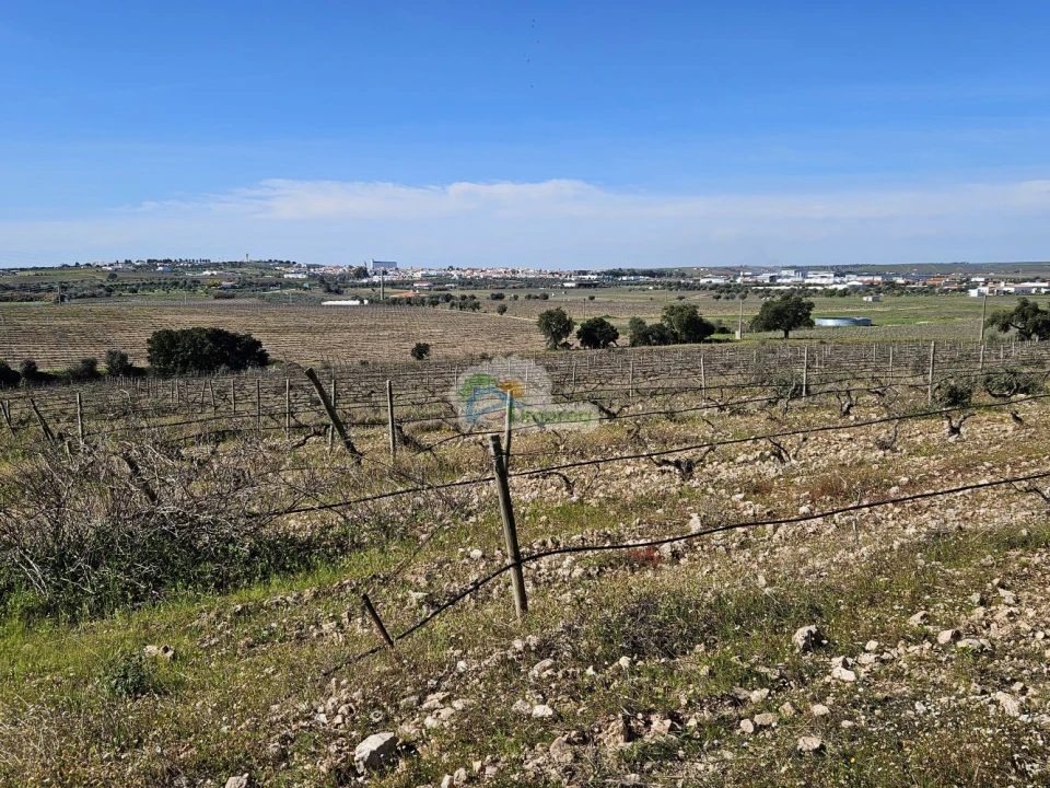 Terreno para Venda em Reguengos de Monsaraz Foto 11