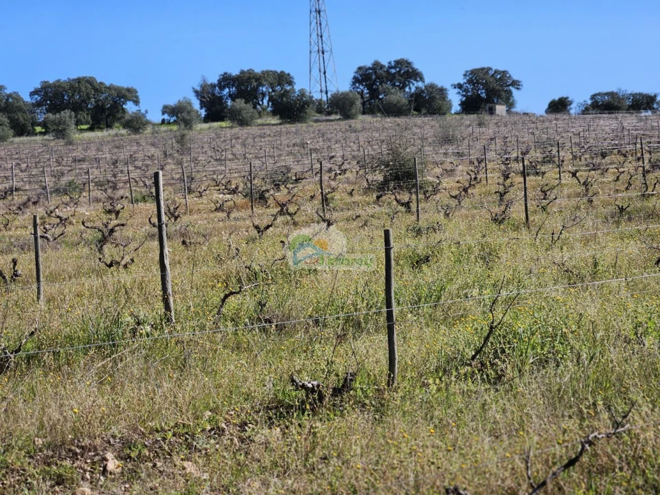 Terreno para Venda em Reguengos de Monsaraz Foto 15