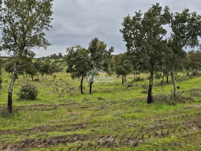Quinta T0 para Venda em Reguengos de Monsaraz Foto 5