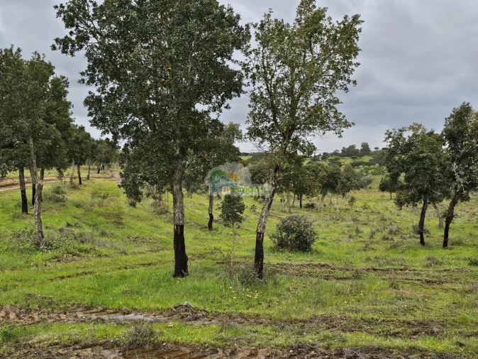 Quinta T0 para Venda em Reguengos de Monsaraz Foto 3