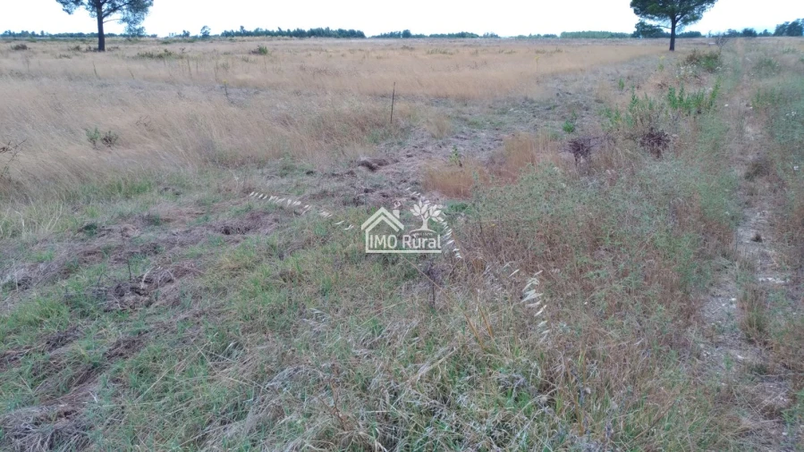 Terreno para Venda em Glória do Ribatejo e Granho Foto 3