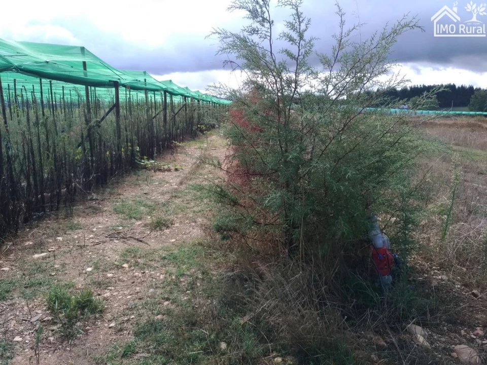Quinta T0 para Venda em Abrantes (São Vicente e São João) e Alferrarede Foto 26