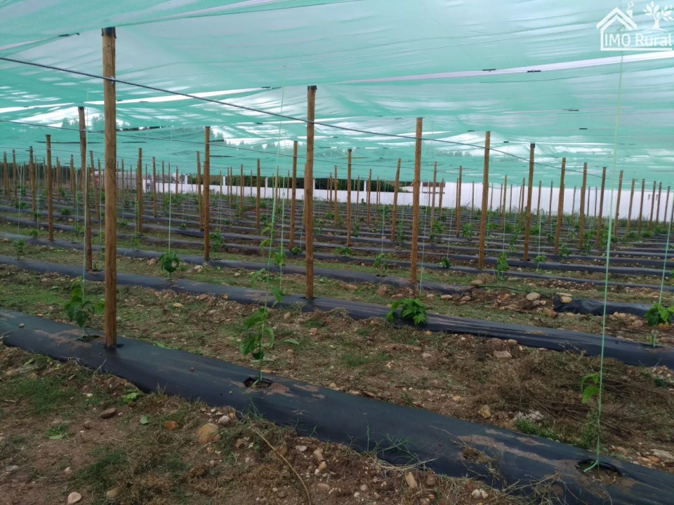 Quinta T0 para Venda em Abrantes (São Vicente e São João) e Alferrarede Foto 13