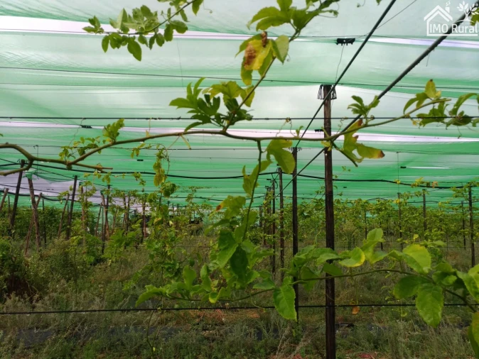 Quinta T0 para Venda em Abrantes (São Vicente e São João) e Alferrarede Foto 10