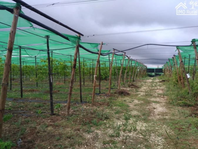 Quinta T0 para Venda em Abrantes (São Vicente e São João) e Alferrarede Foto 5