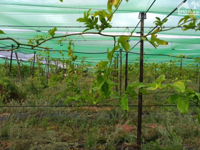 Quinta T0 para Venda em Abrantes (São Vicente e São João) e Alferrarede Foto 9
