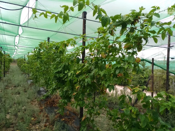 Quinta T0 para Venda em Abrantes (São Vicente e São João) e Alferrarede Foto 3