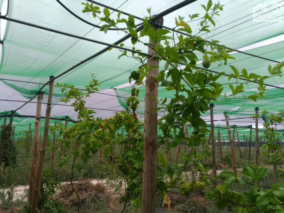 Quinta T0 para Venda em Abrantes (São Vicente e São João) e Alferrarede Foto 8