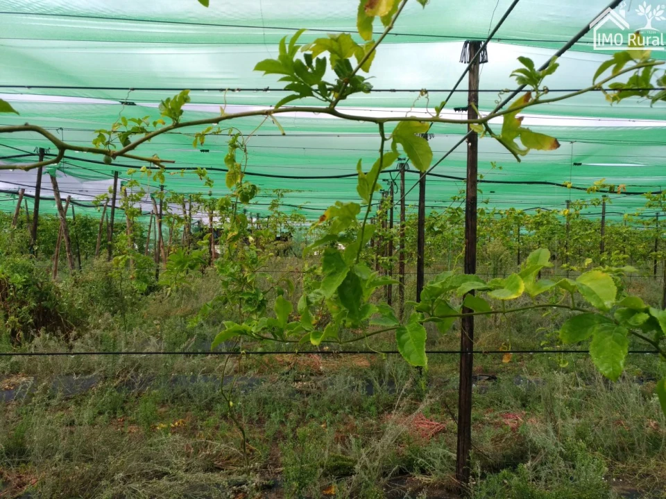 Quinta T0 para Venda em Abrantes (São Vicente e São João) e Alferrarede Foto 9