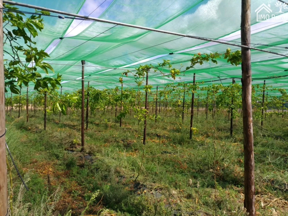 Quinta T0 para Venda em Abrantes (São Vicente e São João) e Alferrarede Foto 29