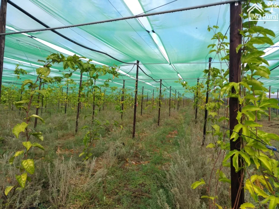 Quinta T0 para Venda em Abrantes (São Vicente e São João) e Alferrarede Foto 11