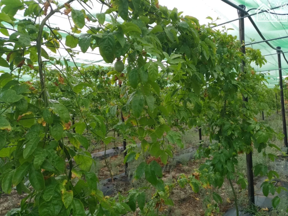 Quinta T0 para Venda em Abrantes (São Vicente e São João) e Alferrarede Foto 4