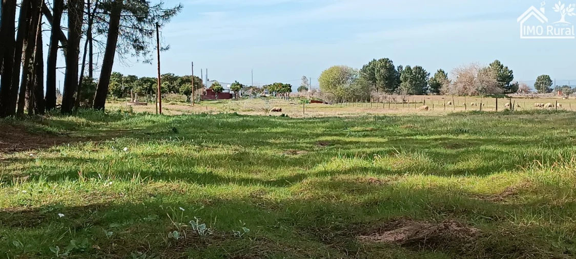 Moradia T3 para Venda em Alpiarça Foto 47