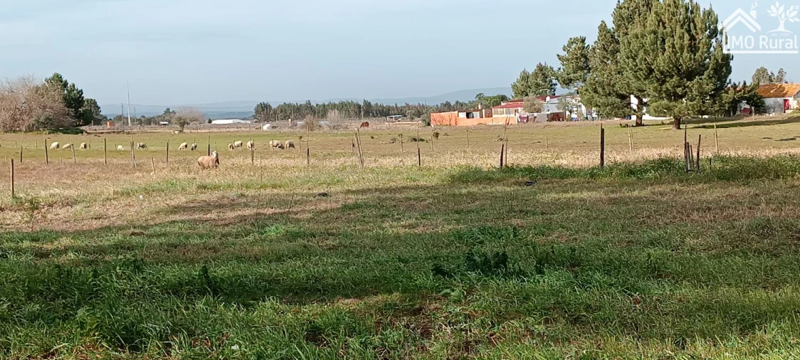 Moradia T3 para Venda em Alpiarça Foto 49